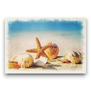 Ansichtkaart – Zeester en schelpen op het strand